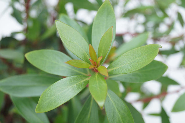 Drimys lanceolata
