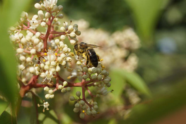 Tetradium daniellii biodiversiteit