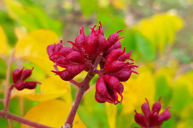 Tetradium daniellii hupehensis
