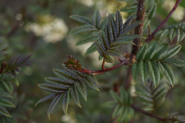 Syringa pinnatifolia
