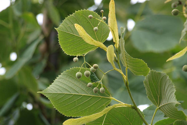 Tilia americana 'Nova' blad