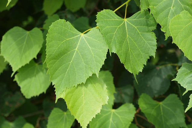 Tilia amurensis