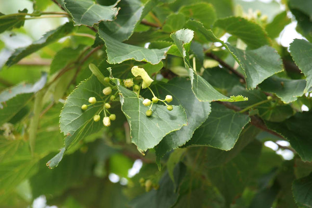 Tilia cordata 'Greenspire' bloem