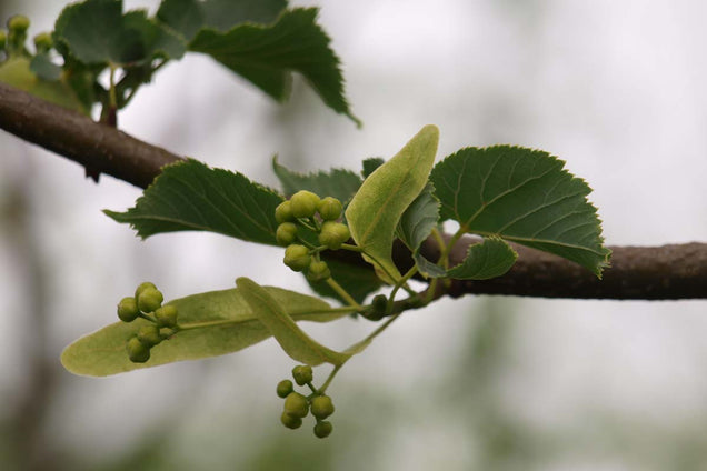 Tilia cordata 'Rancho' bloem