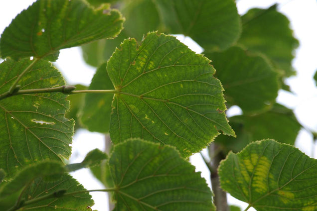 Tilia europaea 'Zwarte Linde' blad