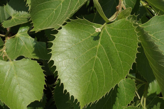 Tilia henryana blad
