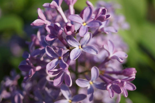 Syringa vulgaris bloem