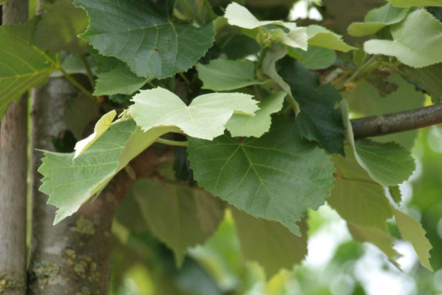 Tilia tomentosa 'Doornik'