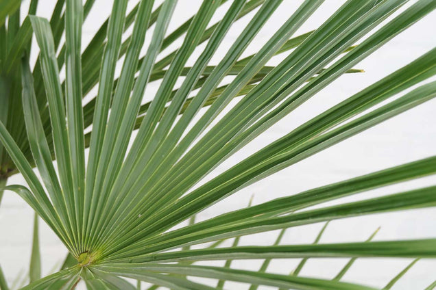 Trachycarpus fortunei blad