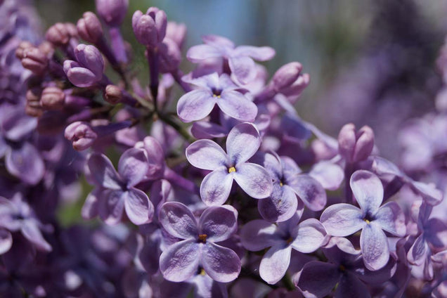 Syringa vulgaris 'G.J. Baardse' bloem