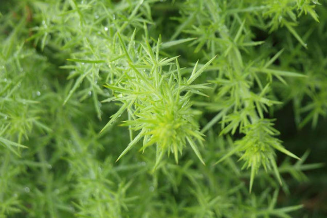 Ulex europaeus twijg