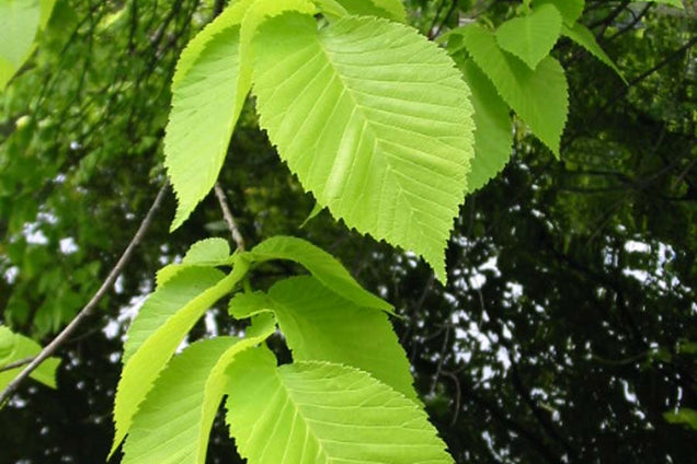 Ulmus glabra 'Lutescens'