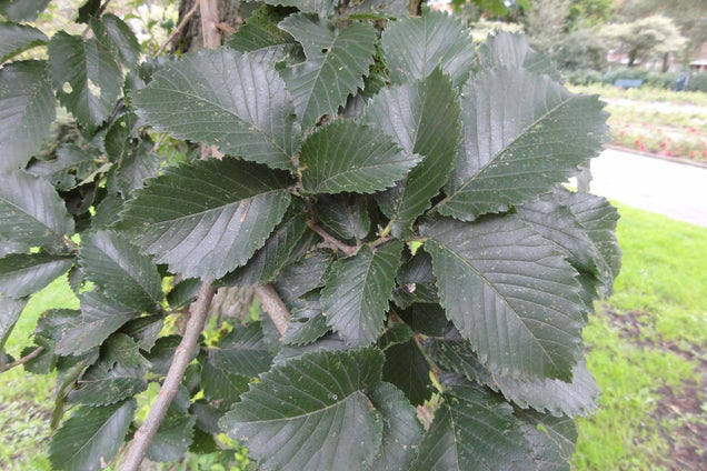 Ulmus hollandica 'Groeneveld'