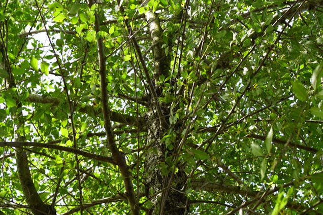 Ulmus minor kroon