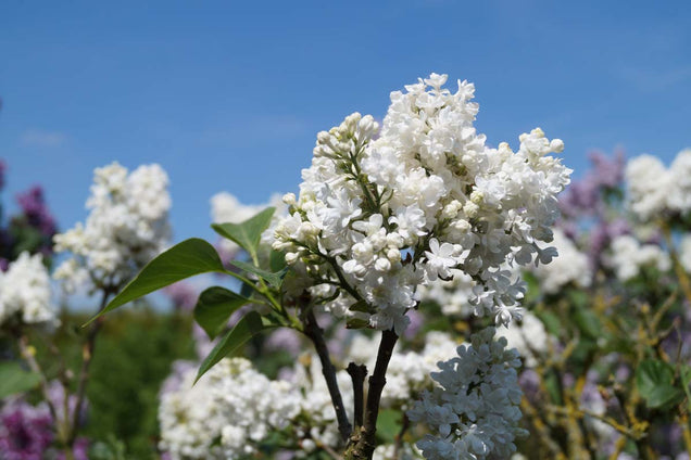 Syringa vulgaris 'Miss Ellen Willmott'