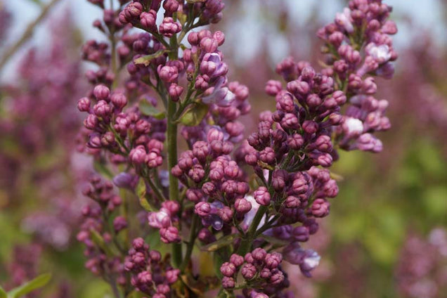 Syringa vulgaris 'Mme Antoine Buchner' bloem