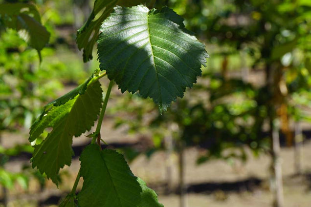 Ulmus minor suberosa blad