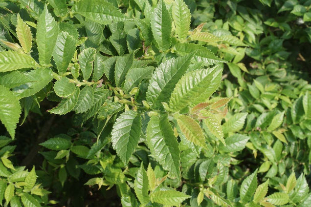 Ulmus parvifolia