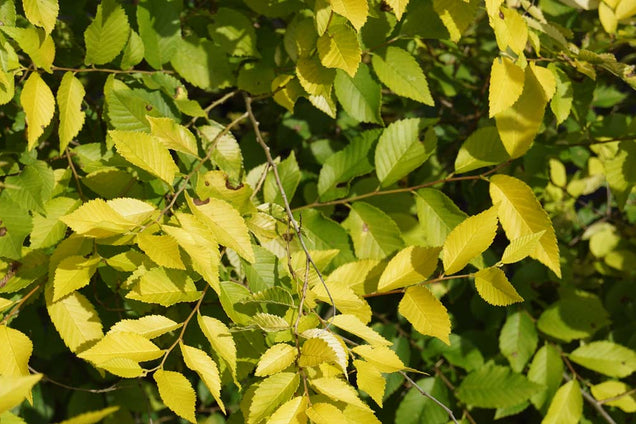 Ulmus parvifolia 'Aurea'
