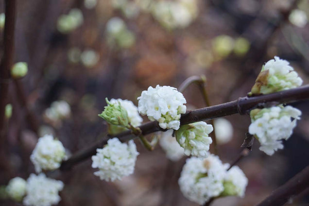 Viburnum farreri 'Candidissimum' bloem