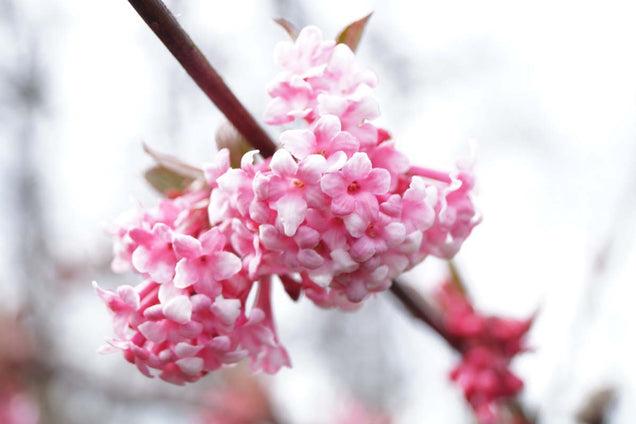 Viburnum bodnantense 'Charles Lamont' bloem