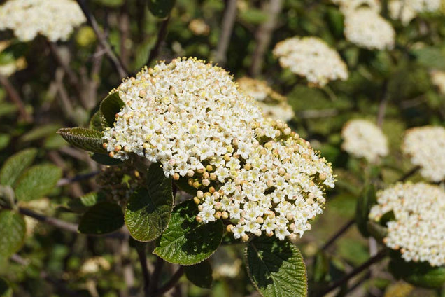 Viburnum lantana bloem