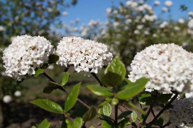 Viburnum burkwoodii 'Anne Russell' bloem