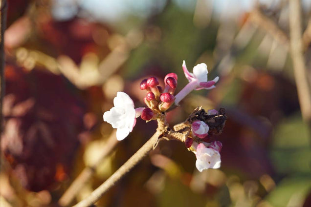 Viburnum carlesii 'Aurora' bloem