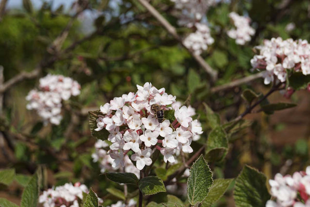Viburnum carlesii 'Juddii' bloem