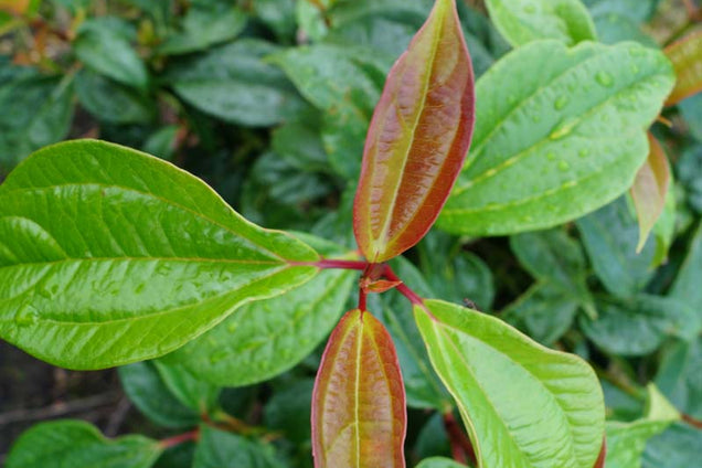 Viburnum cinnamomifolium blad