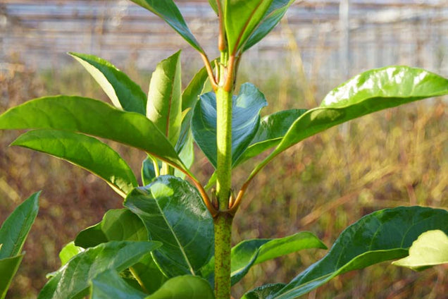 Viburnum odoratissimum awabuki blad