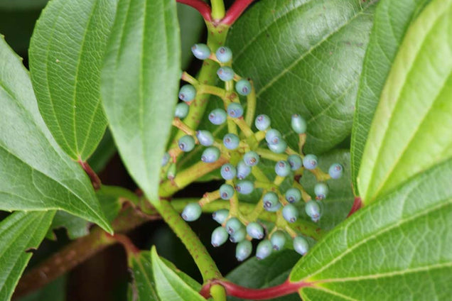 Viburnum davidii blad