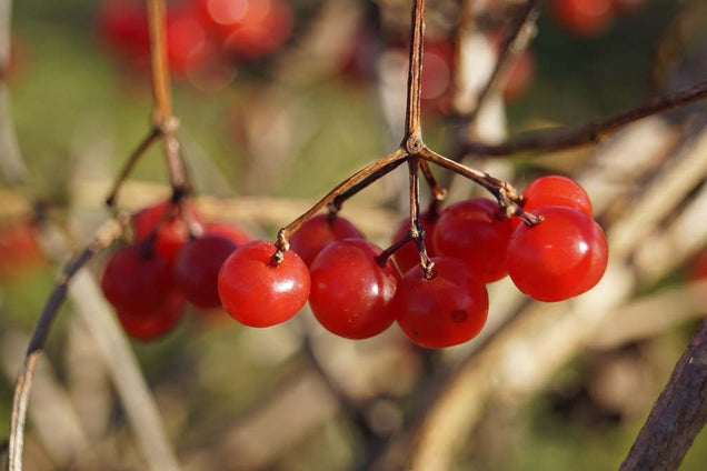 Viburnum opulus 'Compactum' bes