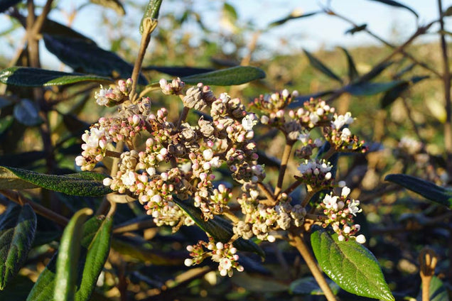 Viburnum 'Pragense' bloem