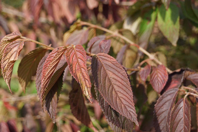 Viburnum plicatum 'Lanarth'