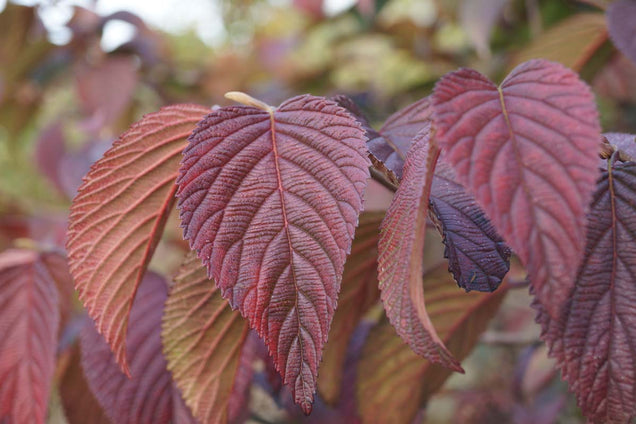 Viburnum plicatum 'Shasta'