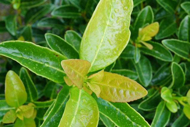 Viburnum tinus 'Lucidum'