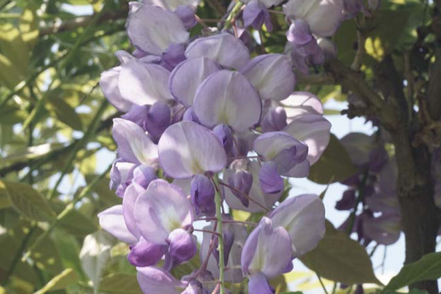Wisteria sinensis 'Prolific'