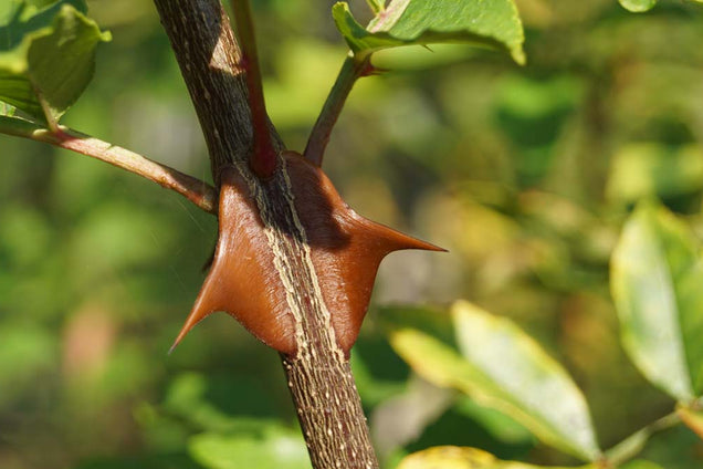 Zanthoxylum simulans doorn
