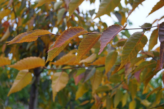 Zelkova serrata herfstkleur