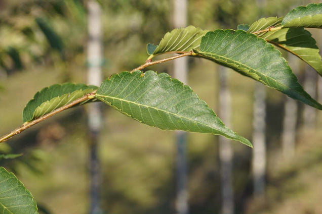Zelkova serrata 'Flekova' blad
