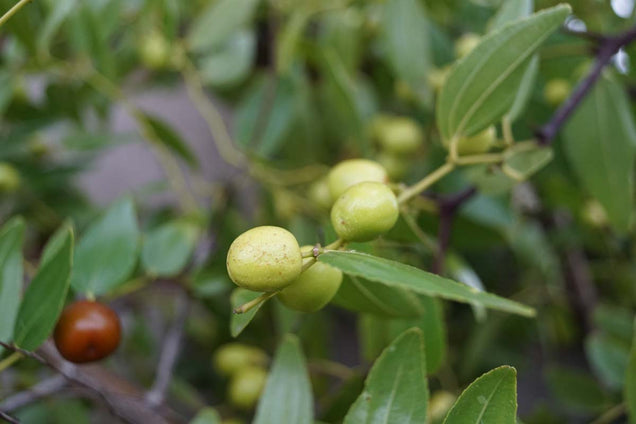 Ziziphus jujuba vrucht