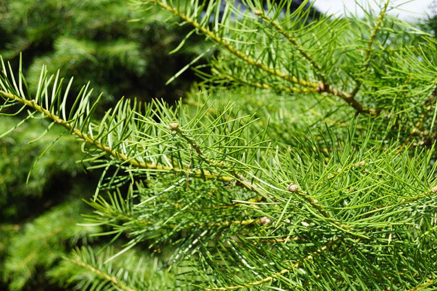 Abies concolor naalden