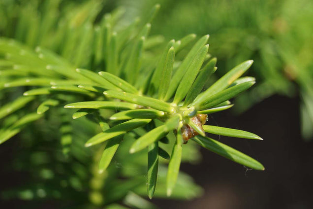 Abies homolepis naalden