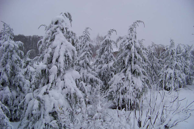 Cedrus deodara winter