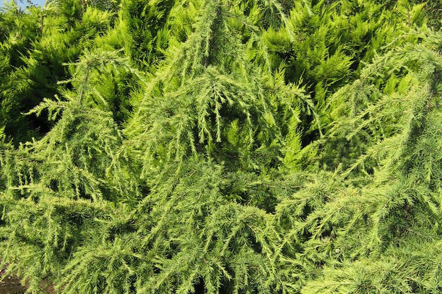 Cedrus deodara 'Aurea'
