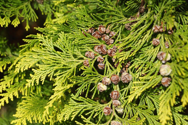 Chamaecyparis lawsoniana 'Ivonne' kegel