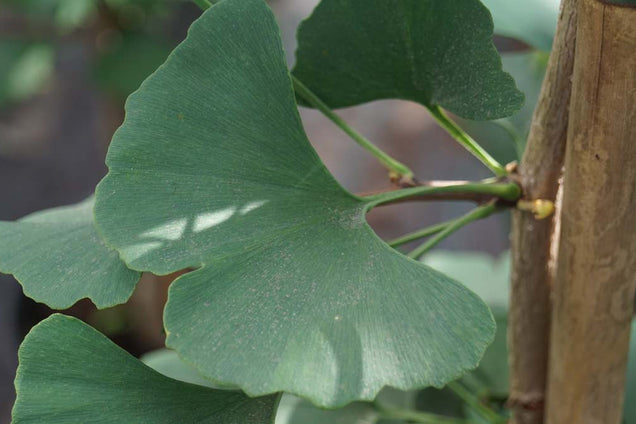Ginkgo biloba 'Tremonia'