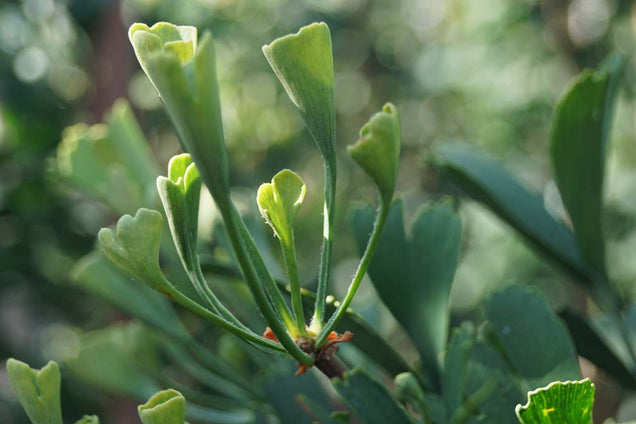 Ginkgo biloba 'Tubifolia'