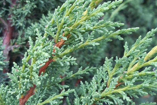 Juniperus chinensis 'Blaauw'